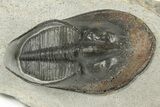Harpid (Scotoharpes) Trilobite - Boudib, Morocco #204076-4